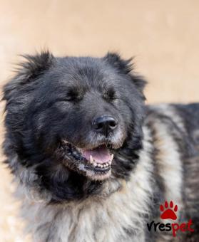 Ράτσα: Άγνωστο - Ημίαιμο | Ηλικία: 5+ | Φύλο: Θηλυκό | Αρ. Microchip: - | Περιοχή: Νέα Σμύρνη, Αττική