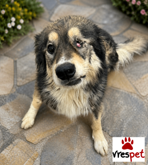 Ράτσα: Κόλι - Collie | Ηλικία: 3 ετών | Φύλο: Αρσενικό | Αρ. Microchip: 0 | Ημίαιμο | Περιοχή: Γλυφάδα, Αττική
