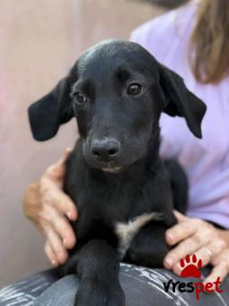 Ράτσα: Άγνωστο - Ημίαιμο | Ηλικία: 3 μηνών | Φύλο: Θηλυκό | Αρ. Microchip: 000000000000008 | Περιοχή: Καλύβια Θορικού, Αττική