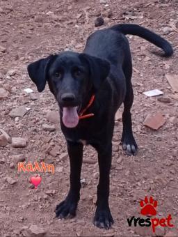 Ράτσα: Άγνωστο - Ημίαιμο | Ηλικία: 8 μηνών | Φύλο: Αρσενικό | Αρ. Microchip: 000000000000000000000 | Ημίαιμο | Περιοχή: Χαϊδάρι, Αττική