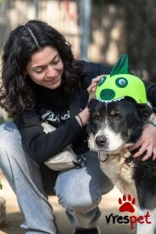 Ράτσα: Άγνωστο - Ημίαιμο | Ηλικία: 5+ | Φύλο: Θηλυκό | Αρ. Microchip: . | Περιοχή: Νέα Σμύρνη, Αττική