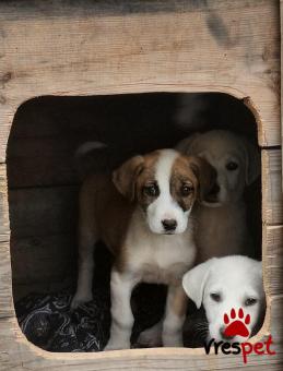 Ράτσα: Άγνωστο - Ημίαιμο | Ηλικία: 3 μηνών | Φύλο: Θηλυκό | Αρ. Microchip: 0000000 | Περιοχή: Κορδελιό Εύοσμος, Θεσσαλονίκη