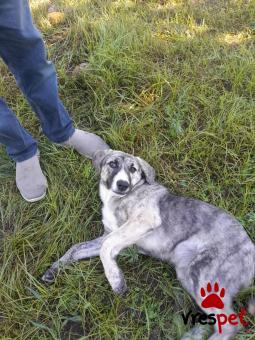 Ράτσα: Άγνωστο - Ημίαιμο | Ηλικία: 6 μηνών | Φύλο: Θηλυκό | Αρ. Microchip: 000000000000000000000 | Ημίαιμο | Περιοχή: Χαϊδάρι, Αττική