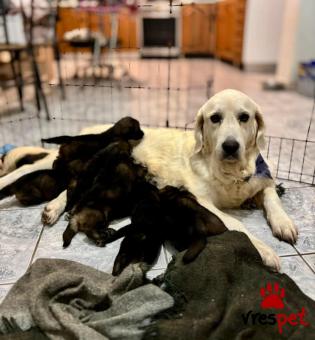 Ράτσα: Άγνωστο - Ημίαιμο | Ηλικία: 2 μηνών | Φύλο: Θηλυκό | Αρ. Microchip: 999999999 | Περιοχή: Νέα Σμύρνη, Αττική