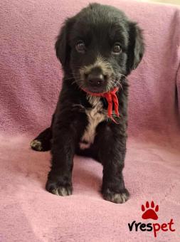 Ράτσα: Άγνωστο - Ημίαιμο | Ηλικία: 2 μηνών | Φύλο: Θηλυκό | Αρ. Microchip: 0 | Ημίαιμο | Περιοχή: Γλυφάδα, Αττική