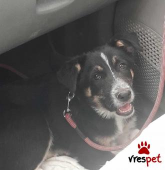 Ράτσα: Ελληνικός Ποιμενικός - Greek Shepherd | Ηλικία: 4 μηνών | Φύλο: Θηλυκό | Αρ. Microchip: 9012362545478 | Ημίαιμο | Περιοχή: Λαυρεωτική, Αττική