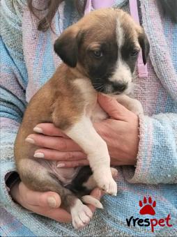 Ράτσα: Άγνωστο - Ημίαιμο | Ηλικία: 2 μηνών | Φύλο: Θηλυκό | Αρ. Microchip: - | Περιοχή: Κιλκίς, Μακεδονία