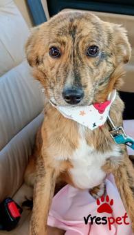 Ράτσα: Κόλι - Collie | Ηλικία: 4 μηνών | Φύλο: Αρσενικό | Αρ. Microchip: 0 | Περιοχή: Πεύκη, Αττική