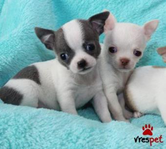 Ράτσα: Τσιχουάουα - Chihuahua | Ηλικία: 2,5 μηνών | Φύλο: Θηλυκό | Αρ. Microchip: 98720967893220 | Έμπορος | Ιδιώτης | Εκπαιδευμένο | Pedigree | Περιοχή: Αθήνα, Αττική