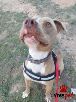 Ράτσα: Πίτ μπούλ - pitbull | Ηλικία: 5+ | Φύλο: Αρσενικό | Αρ. Microchip: 000000000000008 | Περιοχή: Καλύβια Θορικού, Αττική