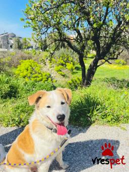 Ράτσα: Κοκόνι - Kokoni | Ηλικία: 5+ | Φύλο: Αρσενικό | Αρ. Microchip: 0 | Ημίαιμο | Περιοχή: Γλυφάδα, Αττική