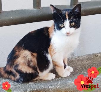 Ράτσα: Γάτα του Αιγαίου | Ηλικία: 2 μηνών | Φύλο: Θηλυκό | Αρ. Microchip: 0000000000 | Ιδιώτης | Περιοχή: Θεσσαλονίκη, Θεσσαλονίκη