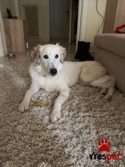 Ράτσα: Κόλι - Collie | Ηλικία: 1 έτους | Φύλο: Θηλυκό | Αρ. Microchip: 0 | Ημίαιμο | Περιοχή: Γλυφάδα, Αττική