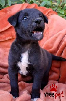 Ράτσα: Άγνωστο - Ημίαιμο | Ηλικία: 2 μηνών | Φύλο: Αρσενικό | Αρ. Microchip: 0 | Ημίαιμο | Περιοχή: Γλυφάδα, Αττική