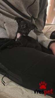 Ράτσα: Τσιχουάουα - Chihuahua | Ηλικία: 2 μηνών | Φύλο: Αρσενικό | Αρ. Microchip: 1971 | Περιοχή: Αχαρνές, Αττική