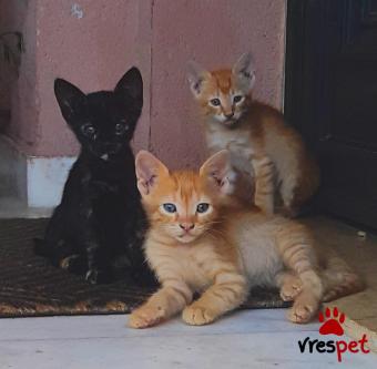 Ράτσα: Άγνωστο - Ημίαιμο | Ηλικία: 4 μηνών | Φύλο: Αρσενικό | Αρ. Microchip: 0 | Περιοχή: Νεάπολη Συκεές, Θεσσαλονίκη