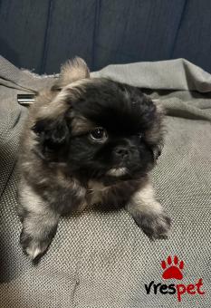 Ράτσα: Πεκινουά - Pekignese | Ηλικία: 2 μηνών | Φύλο: Αρσενικό | Αρ. Microchip: 1 | Περιοχή: Κομοτηνή, Θράκη