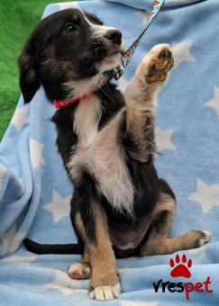 Ράτσα: Άγνωστο - Ημίαιμο | Ηλικία: 3 μηνών | Φύλο: Θηλυκό | Αρ. Microchip: 0 | Ημίαιμο | Περιοχή: Γλυφάδα, Αττική