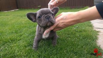 Ράτσα: Γαλλικό Μπουλντόγκ - Bulldog | Ηλικία: 2,5 μηνών | Φύλο: Θηλυκό | Αρ. Microchip: 980030079030205 | Ιδιώτης | Εκπαιδευμένο | Pedigree | Περιοχή: Αθήνα, Αττική