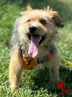Ράτσα: Γιόρκσάϊρ τεριέ - Yorkshire Terrier | Ηλικία: 5+ | Φύλο: Αρσενικό | Αρ. Microchip: - | Περιοχή: Κιλκίς, Μακεδονία
