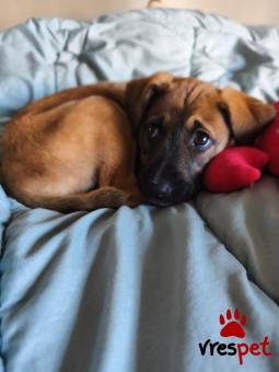 Ράτσα: Άγνωστο - Ημίαιμο | Ηλικία: 2 μηνών | Φύλο: Θηλυκό | Αρ. Microchip: - | Περιοχή: Κιλκίς, Μακεδονία