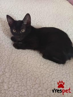 Ράτσα: Άγνωστο - Ημίαιμο | Ηλικία: 3 μηνών | Φύλο: Θηλυκό | Αρ. Microchip: 000000009 | Περιοχή: Πεύκη, Αττική