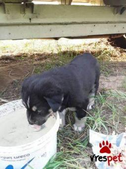 Ράτσα: Ελληνικός Ποιμενικός - Greek Shepherd | Ηλικία: 2,5 μηνών | Φύλο: Αρσενικό | Αρ. Microchip: 0000 | Ιδιώτης | Περιοχή: Θεσσαλονίκη, Θεσσαλονίκη