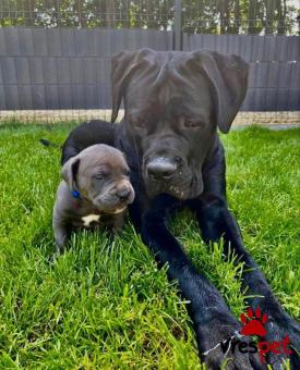 Ράτσα: Κανέ Κόρσο - Cane Corso | Ηλικία: 3 μηνών | Φύλο: Αρσενικό | Αρ. Microchip: 978010823456758 | Ιδιώτης | Εκπαιδευμένο | Pedigree | Περιοχή: Αθήνα, Αττική