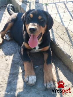 Ράτσα: Άγνωστο - Ημίαιμο | Ηλικία: 4 μηνών | Φύλο: Αρσενικό | Αρ. Microchip: 0000000000000000000000000000000000 | Περιοχή: Διόν Όλυμπος, Μακεδονία