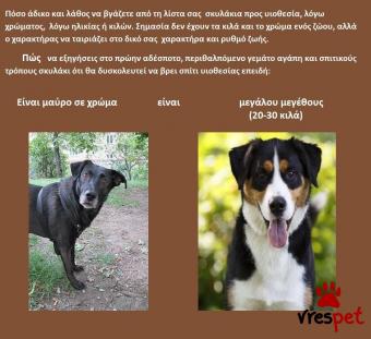 Ράτσα: Άλλη Ράτσα | Ηλικία: 1 έτους | Φύλο: Αρσενικό | Αρ. Microchip: 981212112121212121 | Περιοχή: Αττική