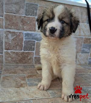 Ράτσα: Ελληνικός Ποιμενικός - Greek Shepherd | Ηλικία: 2 μηνών | Φύλο: Αρσενικό | Αρ. Microchip: 0 | Ημίαιμο | Περιοχή: Γλυφάδα, Αττική