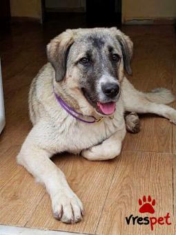 Ράτσα: Άγνωστο - Ημίαιμο | Ηλικία: 8 μηνών | Φύλο: Θηλυκό | Αρ. Microchip: 0000000 | Περιοχή: Κορδελιό Εύοσμος, Θεσσαλονίκη