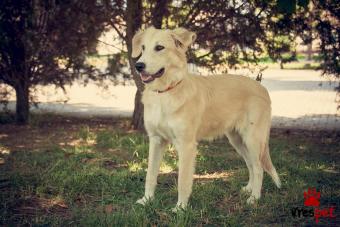 Ράτσα: Λαμπραντόρ - Labrador | Ηλικία: 4 ετών | Φύλο: Θηλυκό | Αρ. Microchip: 0000000000 | Περιοχή: Βάρη Βούλα Βουλιαγμένη, Αττική