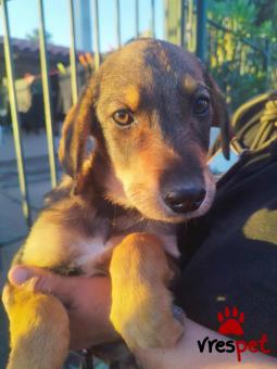 Ράτσα: Άγνωστο - Ημίαιμο | Ηλικία: 3 μηνών | Φύλο: Θηλυκό | Αρ. Microchip: 000000000000008 | Περιοχή: Καλύβια Θορικού, Αττική