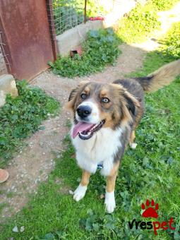 Ράτσα: Άγνωστο - Ημίαιμο | Ηλικία: 1 έτους | Φύλο: Αρσενικό | Αρ. Microchip: 0 | Ημίαιμο | Περιοχή: Γλυφάδα, Αττική