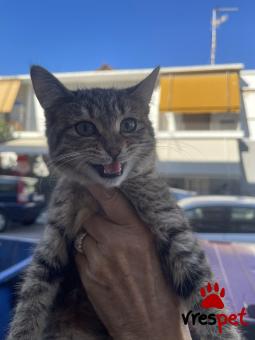 Ράτσα: Άγνωστο - Ημίαιμο | Ηλικία: 3 μηνών | Φύλο: Θηλυκό | Αρ. Microchip: 000000000000000000000 | Ημίαιμο | Περιοχή: Χαϊδάρι, Αττική