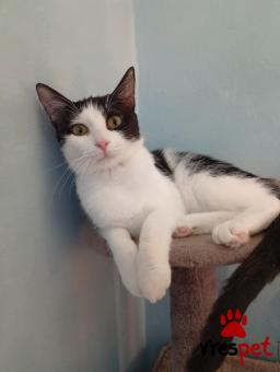 Ράτσα: Άγνωστο - Ημίαιμο | Ηλικία: 6 μηνών | Φύλο: Θηλυκό | Αρ. Microchip: 00000000000  | Περιοχή: Άλιμος, Αττική