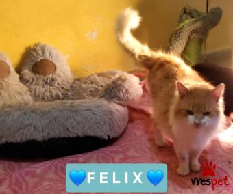 Ράτσα: Άγνωστο - Ημίαιμο | Ηλικία: 2 ετών | Φύλο: Αρσενικό | Αρ. Microchip: 000000000000000000000 | Ημίαιμο | Περιοχή: Χαϊδάρι, Αττική