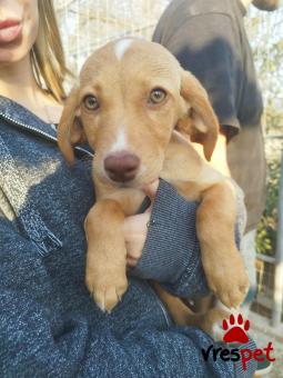 Ράτσα: Άγνωστο - Ημίαιμο | Ηλικία: 3 μηνών | Φύλο: Θηλυκό | Αρ. Microchip: 000000000000008 | Περιοχή: Καλύβια Θορικού, Αττική