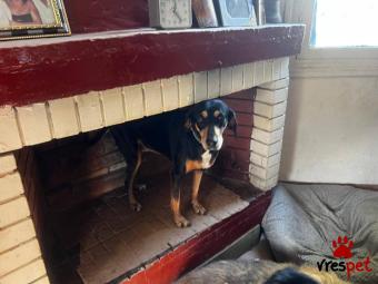 Ράτσα: Άγνωστο - Ημίαιμο | Ηλικία: 4 ετών | Φύλο: Θηλυκό | Αρ. Microchip: 999999999 | Περιοχή: Νέα Σμύρνη, Αττική