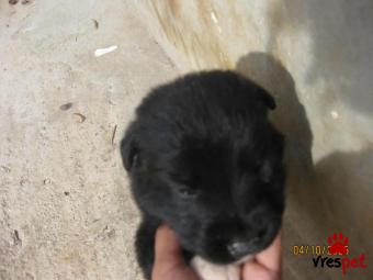 Ράτσα: Άγνωστο - Ημίαιμο | Ηλικία: 3 μηνών | Φύλο: Αρσενικό | Αρ. Microchip: 0 | Περιοχή: Μάνδρα Ειδύλλια, Αττική