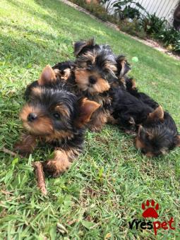 Ράτσα: Γιόρκσάϊρ τεριέ - Yorkshire Terrier | Ηλικία: 3 μηνών | Φύλο: Θηλυκό | Αρ. Microchip: 985113009734543 | Ιδιώτης | Εκπαιδευμένο | Pedigree | Περιοχή: Αθήνα, Αττική