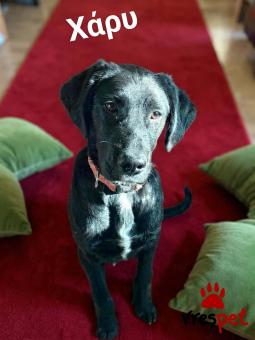 Ράτσα: Λαμπραντόρ - Labrador | Ηλικία: 6 μηνών | Φύλο: Αρσενικό | Αρ. Microchip: 94000063251425 | Ημίαιμο | Περιοχή: Λαυρεωτική, Αττική