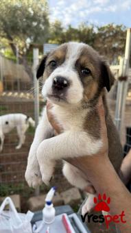 Ράτσα: Άγνωστο - Ημίαιμο | Ηλικία: 2 μηνών | Φύλο: Θηλυκό | Αρ. Microchip: 0 | Ημίαιμο | Περιοχή: Γλυφάδα, Αττική