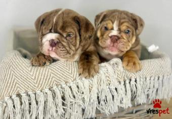 Ράτσα: Αγγλικό Μπουλντόγκ - English Bulldog | Ηλικία: 2,5 μηνών | Φύλο: Αρσενικό | Αρ. Microchip: 9745854690226 | Ιδιώτης | Εκπαιδευμένο | Pedigree | Περιοχή: Αττική