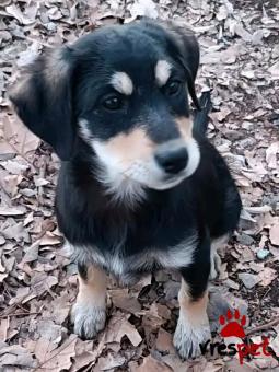 Ράτσα: Άγνωστο - Ημίαιμο | Ηλικία: 3 μηνών | Φύλο: Θηλυκό | Αρ. Microchip: - | Περιοχή: Κιλκίς, Μακεδονία