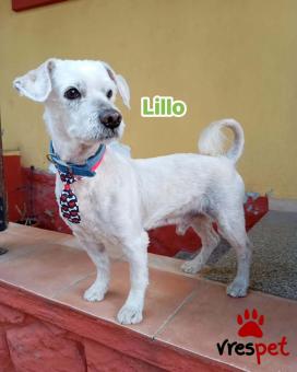 Ράτσα: Άγνωστο - Ημίαιμο | Ηλικία: 4 ετών | Φύλο: Αρσενικό | Αρ. Microchip: 000000000000000 | Περιοχή: Θερμαϊκός, Θεσσαλονίκη