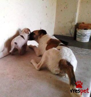 Ράτσα: Λαμπραντόρ - Labrador | Ηλικία: 2 μηνών | Φύλο: Θηλυκό | Αρ. Microchip: 912122165786780 | Περιοχή: Χαϊδάρι, Αττική