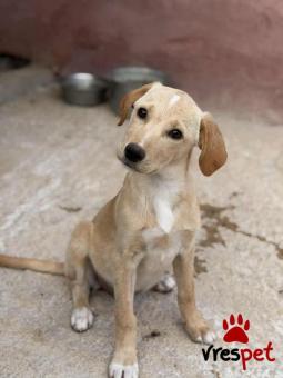 Ράτσα: Άγνωστο - Ημίαιμο | Ηλικία: 3 μηνών | Φύλο: Θηλυκό | Αρ. Microchip: 000000000000000 | Περιοχή: Κορωπί, Αττική