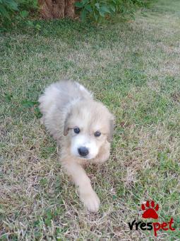 Ράτσα: Ελληνικός Ποιμενικός - Greek Shepherd | Ηλικία: 3 μηνών | Φύλο: Αρσενικό | Αρ. Microchip: - | Ημίαιμο | Περιοχή: Θεσσαλονίκη, Θεσσαλονίκη